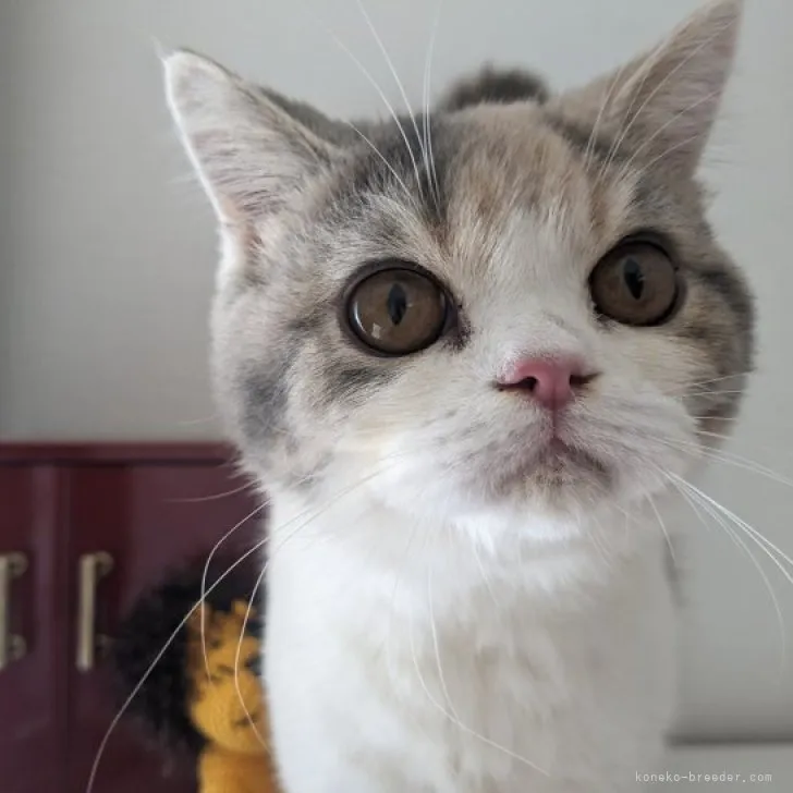 あきと 様のお迎えした子猫