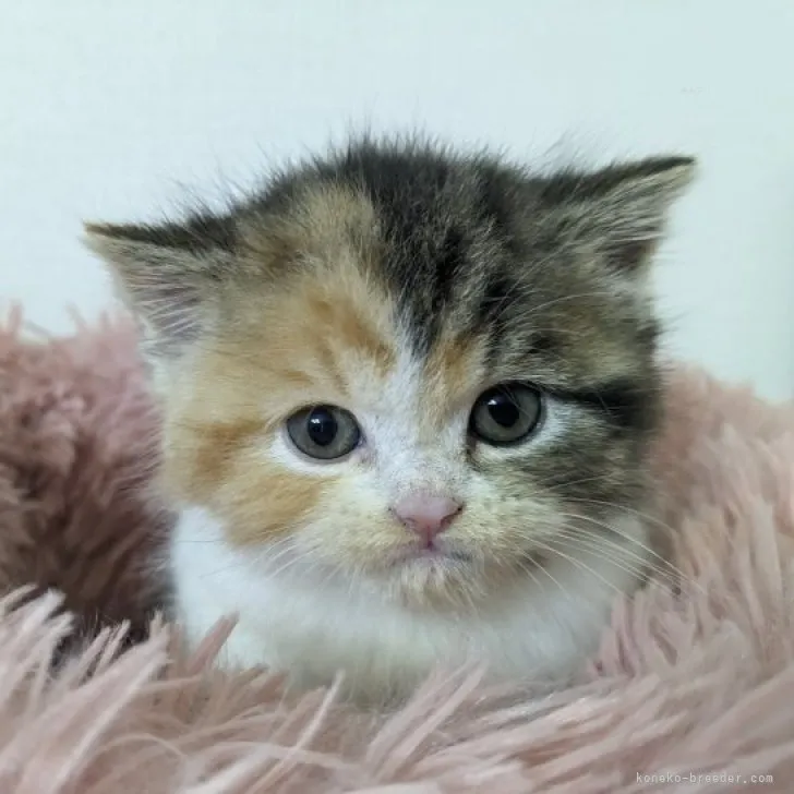 T.Y 様のお迎えした子猫