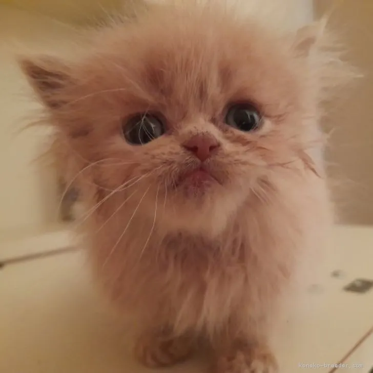 ID：2306-02056の子猫