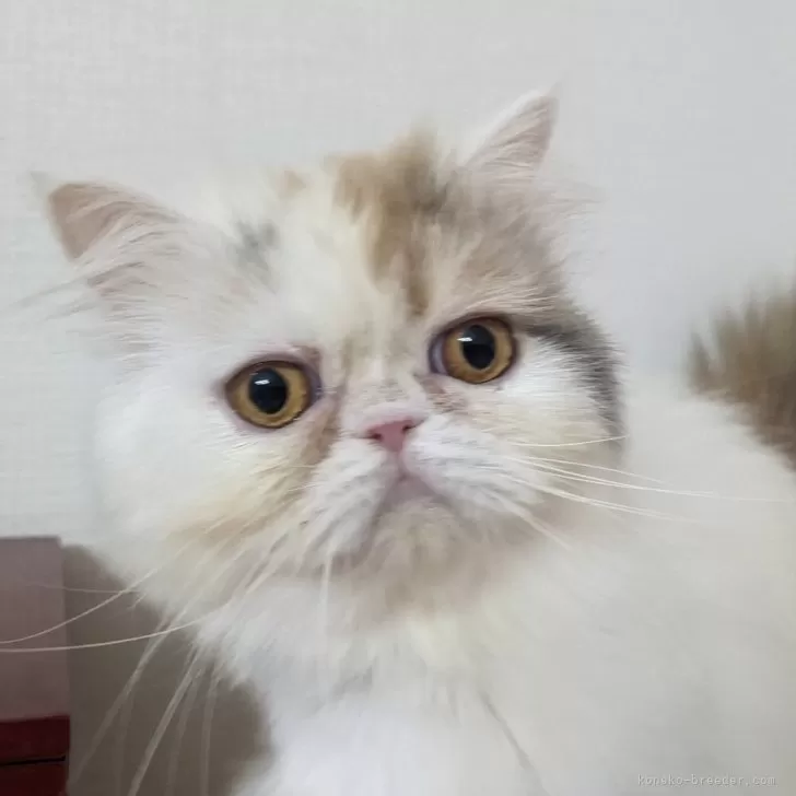 ID：2306-00683の子猫