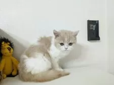 ミヌエット(長足)【大阪府・女の子・2025年5月21日・クリーム&ホワイト】の写真7