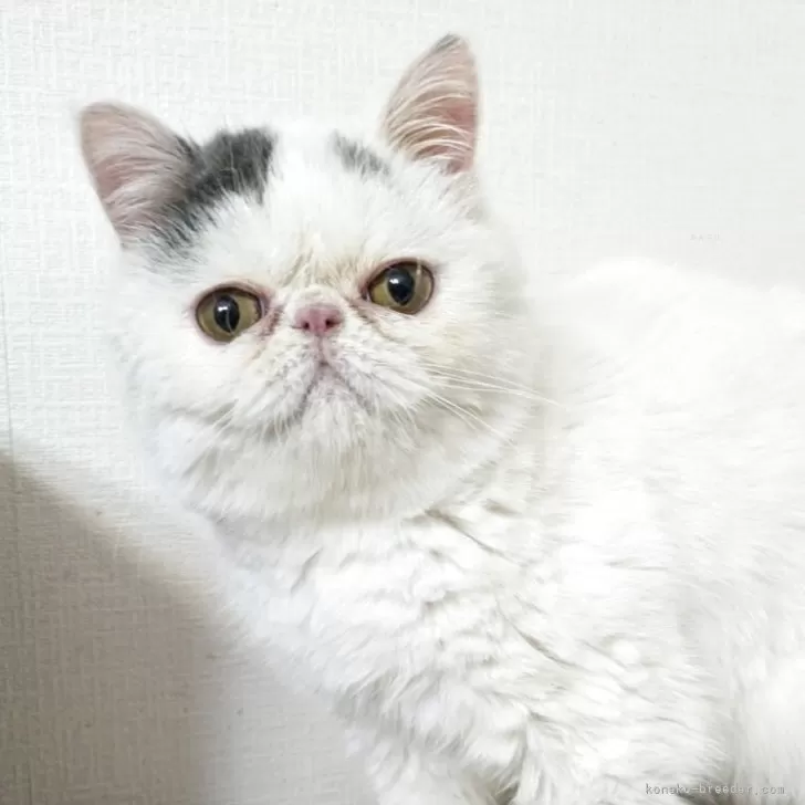 アクア 様のお迎えした子猫
