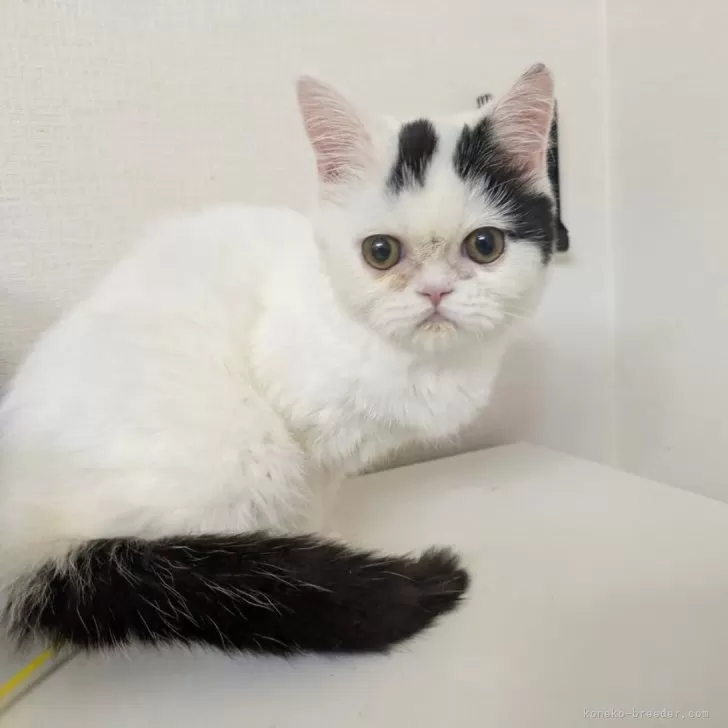 ミヌエット(長足)【大阪府・女の子・2025年5月3日・ブラック&amp;ホワイト】の写真1