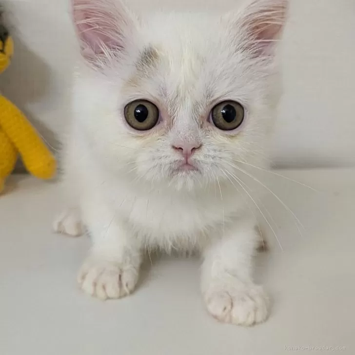 ミヌエット(長足)【大阪府・女の子・2025年5月3日・キャリコバン】の写真1