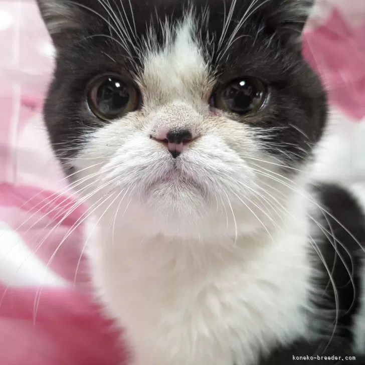 エキゾチックショートヘア【大阪府・男の子・2025年5月30日・ブラック&amp;ホワイト】の写真1