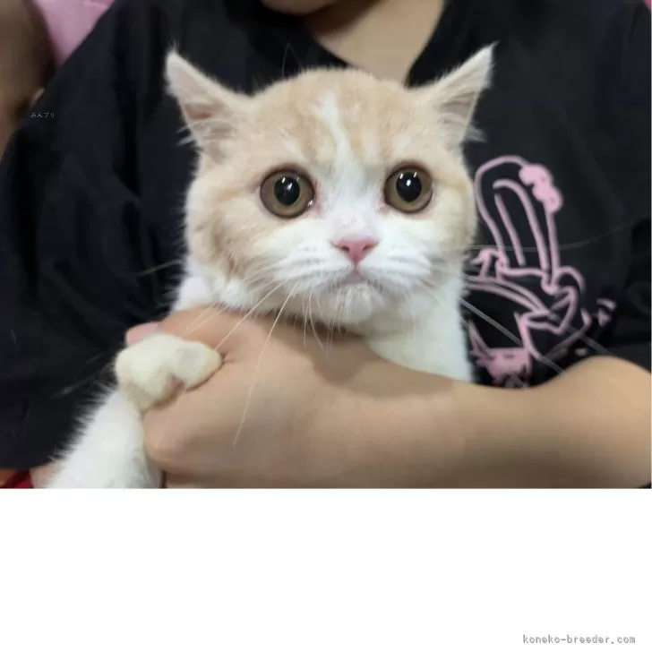 ミヌエット(長足)【大阪府・女の子・2025年5月21日・クリーム&ホワイト】の写真1