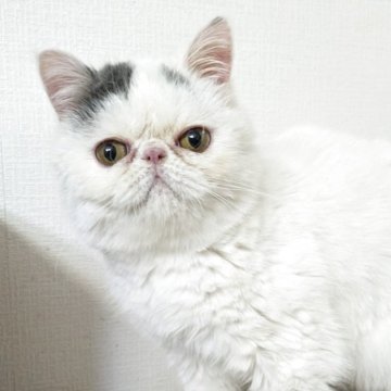 ミヌエット(長足)【大阪府・男の子・2024年10月3日・ブルー&ホワイトバン】の写真「ママ譲りのエキゾのようなお顔の男の子☆」
