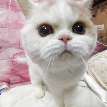 ミヌエット(長足)【大阪府・男の子・2025年5月3日・クリーム&ホワイト】の写真「一番目の大きな男の子☆」