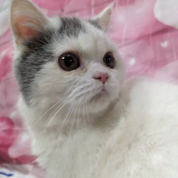 ミヌエット(長足)【大阪府・男の子・2025年5月3日・ブルー&ホワイト】の写真「食べるの大好きイケメンボーイ☆」