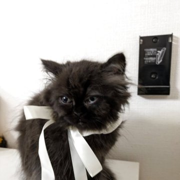 ミヌエット(長足)【大阪府・男の子・2025年7月18日・ブラック（もふぁもふぁ）】の写真「映画ヒックとドラゴンの可愛いドラゴンみたいに可愛い」