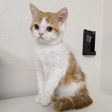 ミヌエット(長足)【大阪府・男の子・2025年4月7日・レッド&ホワイト】の写真「賢い美形さん☆」