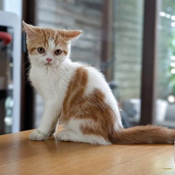 ミヌエット(長足)【大阪府・男の子・2025年4月7日・レッド&ホワイト】の写真「賢い美形さん☆」