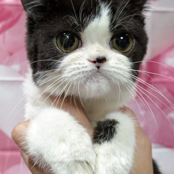 エキゾチックショートヘア【大阪府・男の子・2025年5月30日・ブラック&ホワイト（柔らかめのショート）】の写真「お鼻の黒がチャームポイントなハチワレくん☆」