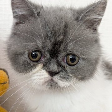 ミヌエット(長足)【大阪府・男の子・2025年4月14日・ブルー&ホワイト】の写真「ほっぺのホワイトがチャームポイント☆」