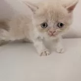 エキゾチックショートヘア