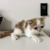 エキゾチックショートヘア