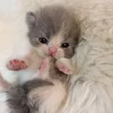 エキゾチックショートヘア