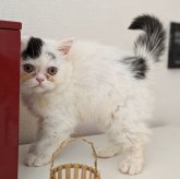 ミヌエット(長足)