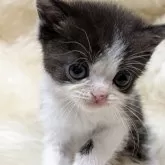 エキゾチックショートヘア