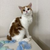 ミヌエット(長足)