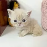 エキゾチックショートヘア
