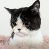 エキゾチックショートヘア