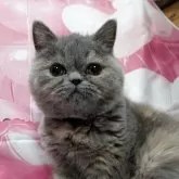 エキゾチックショートヘア