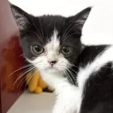 エキゾチックショートヘア