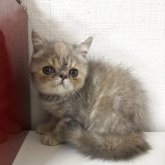 エキゾチックショートヘア