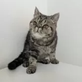 エキゾチックショートヘア