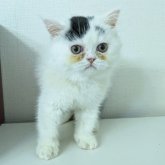 ミヌエット(長足)