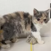 エキゾチックショートヘア