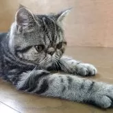 エキゾチックショートヘア