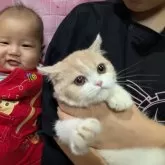 ミヌエット(長足)【大阪府・女の子・2025年5月21日・クリーム&ホワイト】の写真2