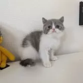 ミヌエット(長足)【大阪府・男の子・2025年4月14日・ブルー&ホワイト】の写真7