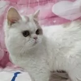 ミヌエット(長足)【大阪府・男の子・2025年5月3日・クリーム&ホワイト】の写真2