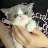 エキゾチックショートヘア【大阪府・女の子・2025年7月11日・ブルー&ホワイト】の写真10