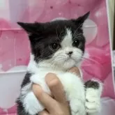 エキゾチックショートヘア【大阪府・男の子・2025年5月30日・ブラック&ホワイト】の写真5