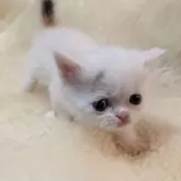 ミヌエット(長足)【大阪府・女の子・2025年5月3日・キャリコバン】の写真8