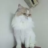 ミヌエット(長足)【大阪府・女の子・2024年4月8日・ダイリュートキャリコ】の写真7