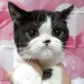 エキゾチックショートヘア【大阪府・男の子・2025年5月30日・ブラック&ホワイト】の写真6