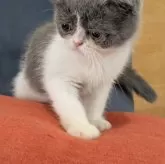 ミヌエット(長足)【大阪府・男の子・2025年4月14日・ブルー&ホワイト】の写真3