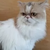 ミヌエット(長足)【大阪府・女の子・2024年4月8日・ダイリュートキャリコ】の写真11