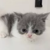 ミヌエット(長足)【大阪府・男の子・2025年4月14日・ブルー&ホワイト】の写真12