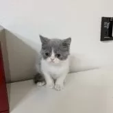 ミヌエット(長足)【大阪府・男の子・2025年4月14日・ブルー&ホワイト】の写真6