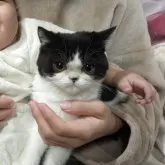 エキゾチックショートヘア【大阪府・男の子・2025年5月30日・ブラック&ホワイト】の写真3「小さなお子様と一緒でも安心です。」