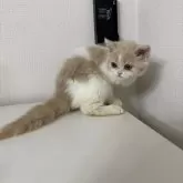 ミヌエット(長足)【大阪府・女の子・2025年5月21日・クリーム&ホワイト】の写真10