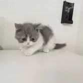 ミヌエット(長足)【大阪府・男の子・2025年4月14日・ブルー&ホワイト】の写真8