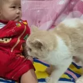 ミヌエット(長足)【大阪府・女の子・2025年5月21日・クリーム&ホワイト】の写真4「小さなお子様と一緒でも大丈夫です」