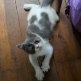 ミヌエット(長足)【大阪府・男の子・2025年4月14日・ブルー&ホワイト】の写真4